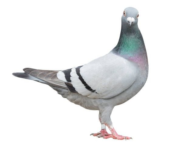 Dépigeonnage